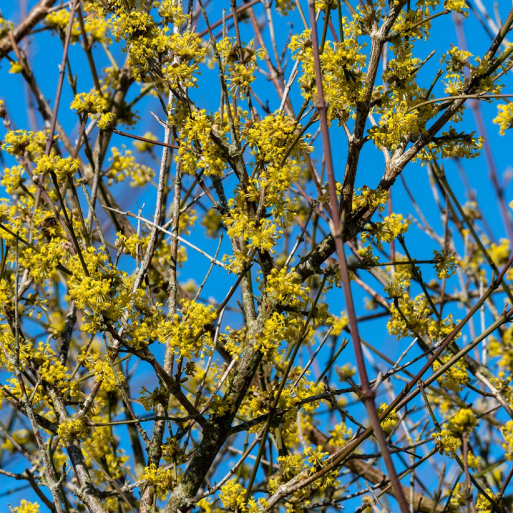 Cornus mas Aurea - Cornouiller mâle