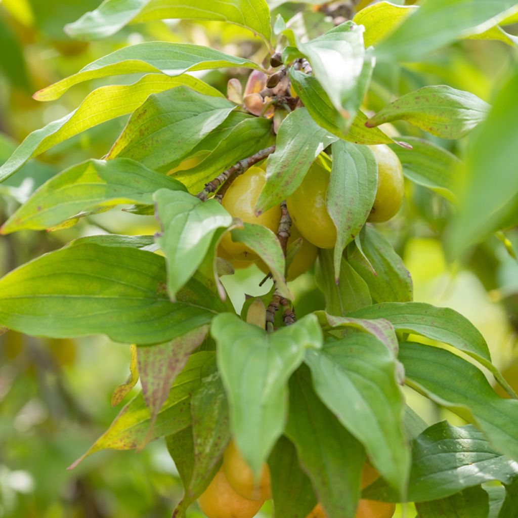 Cornus mas Jolico - Cornouiller mâle