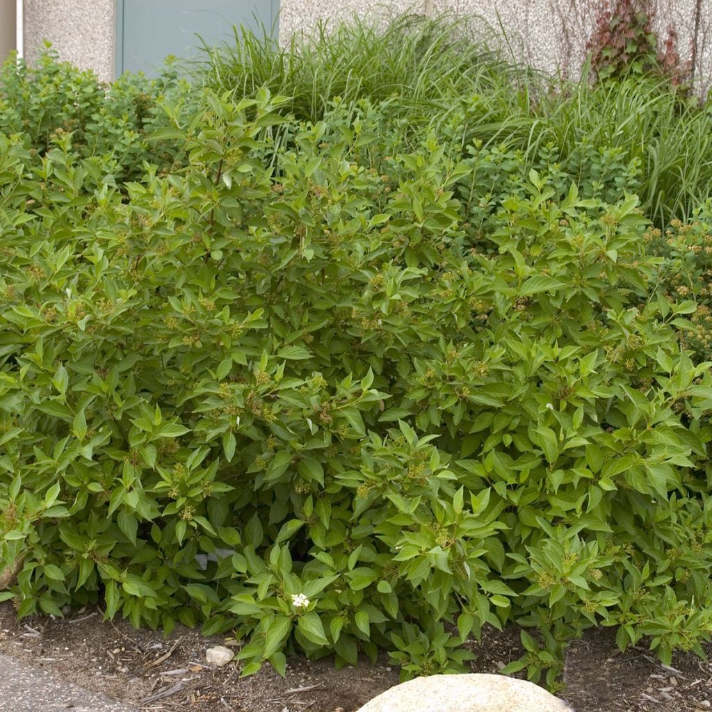Cornus sericea Firedance - Cornouiller stolonifère