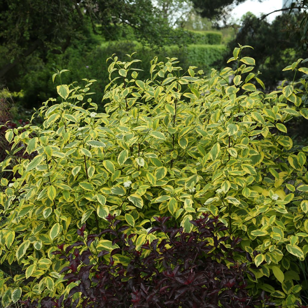 Cornus sericea Hedgerow's Gold - Cornouiller stolonifère