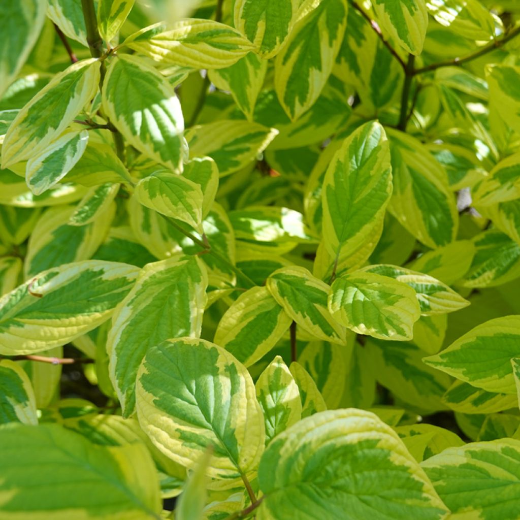 Cornus sericea Hedgerow's Gold - Cornouiller stolonifère