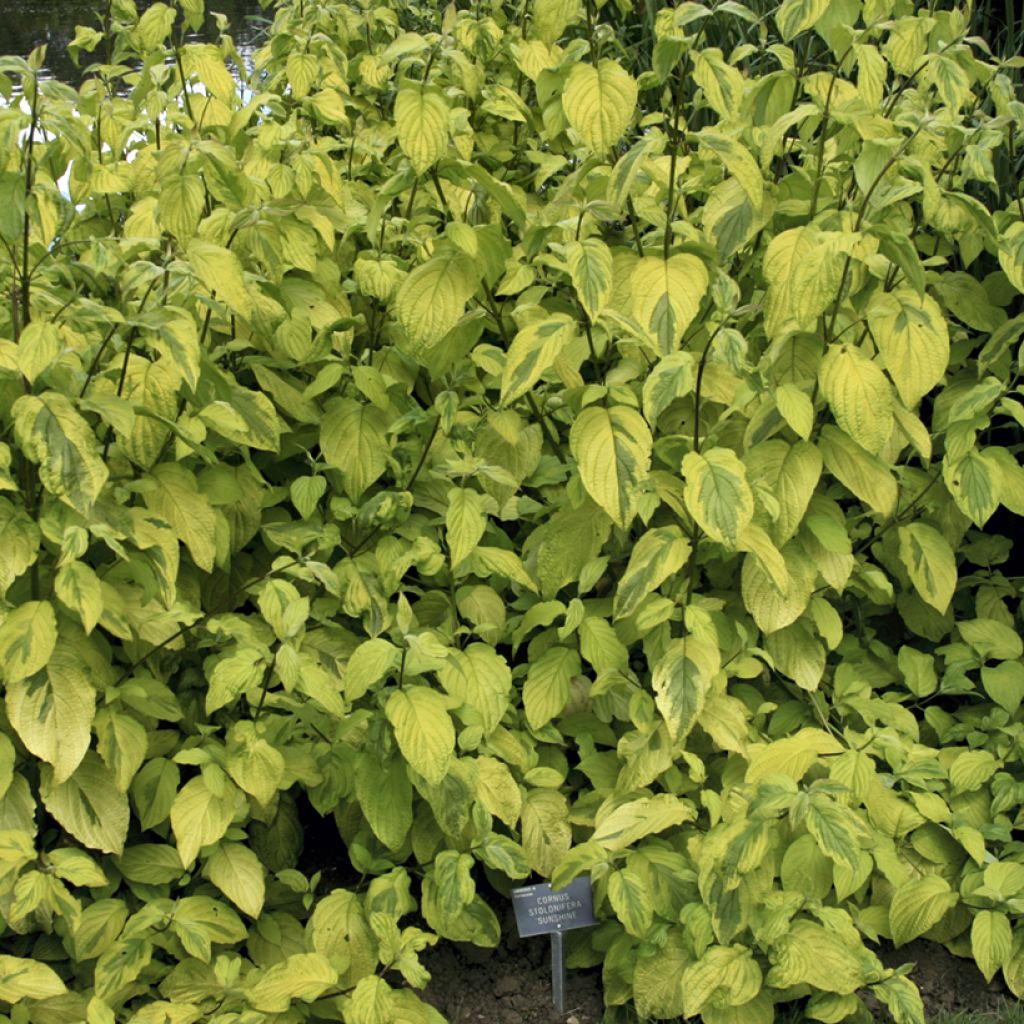 Cornus sericea Sunshine - Cornouiller stolonifère