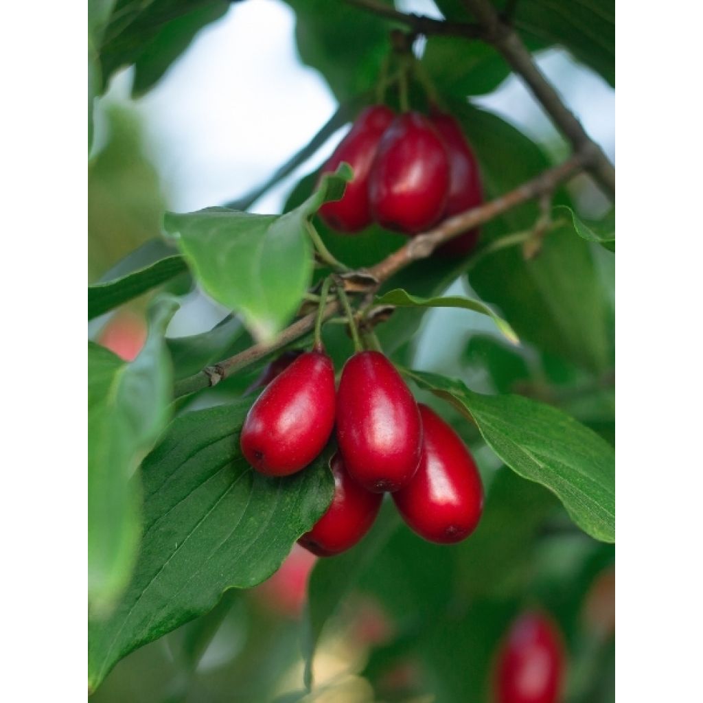 Cornus mas Nikołka - Cornouiller mâle