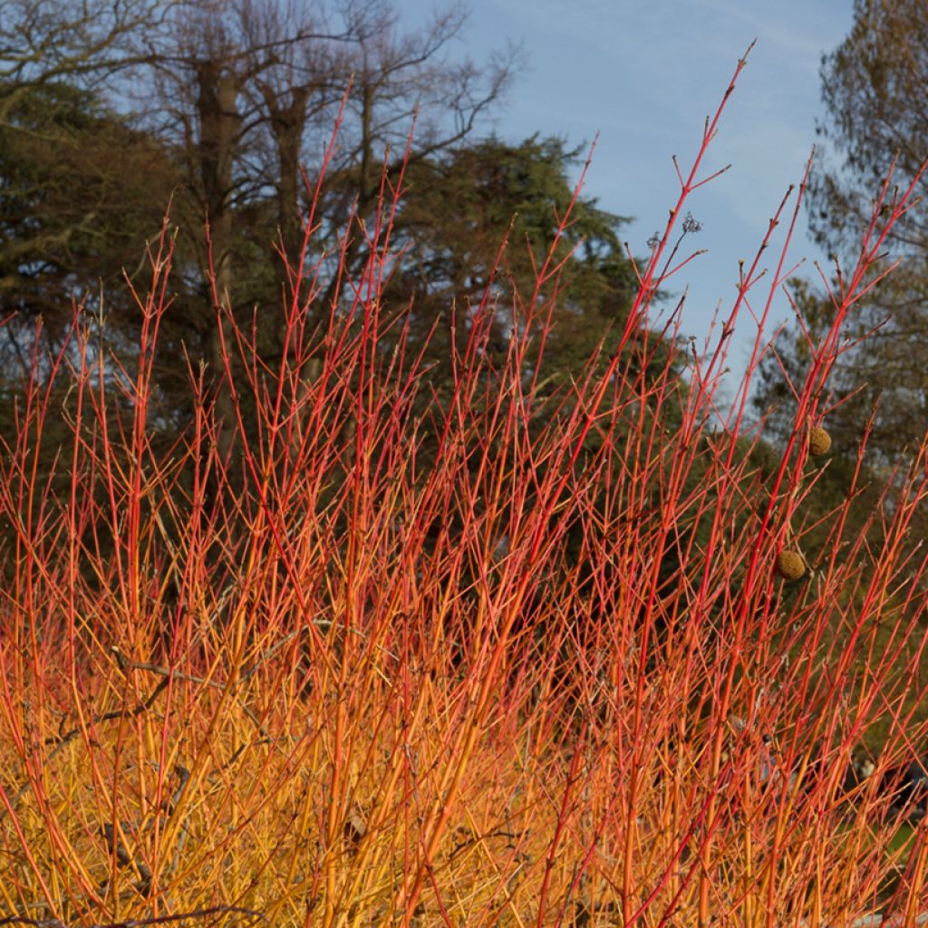 Cornus sanguinea Anny's Winter Orange - Cornouiller sanguin