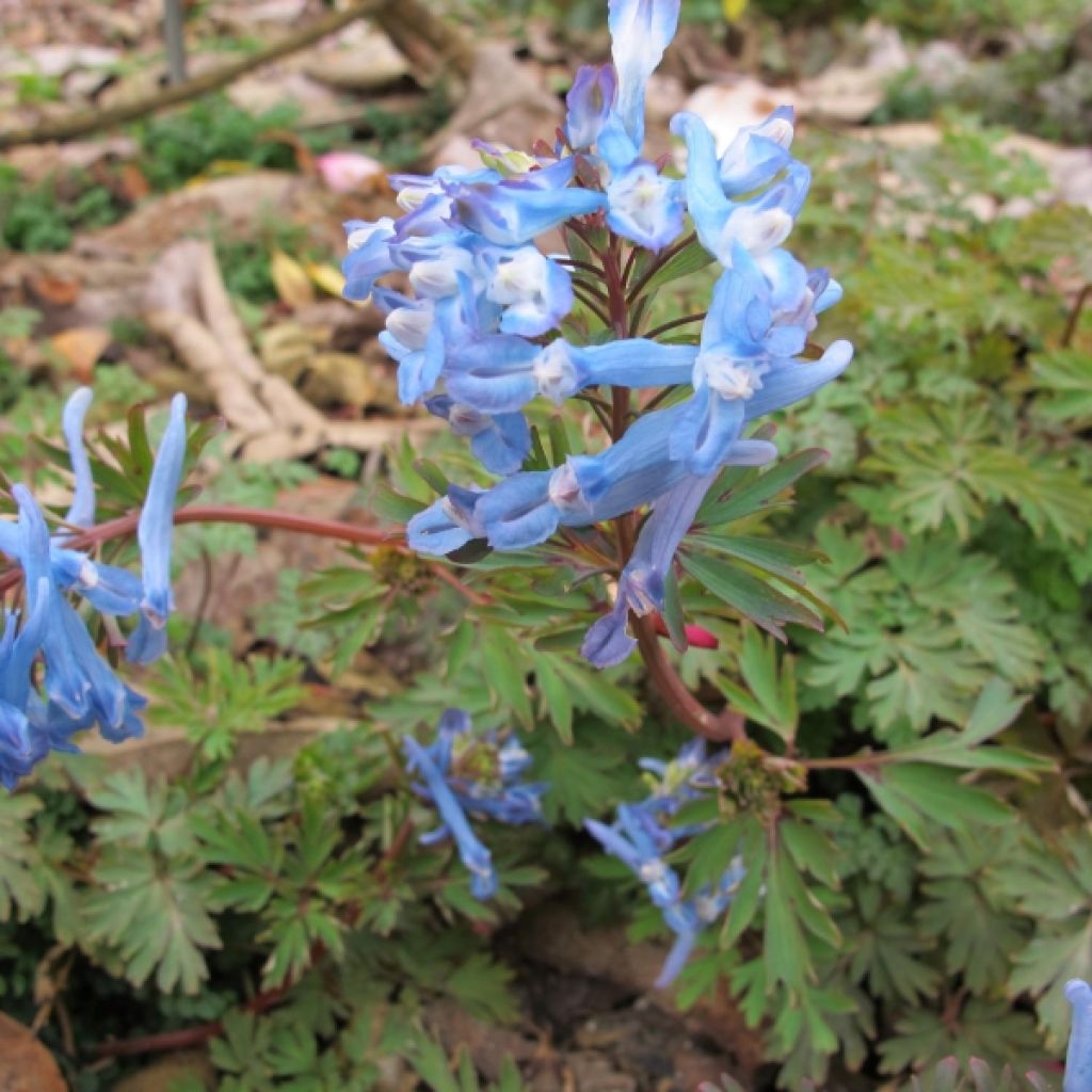 Corydale de Chine - Corydalis flexuosa