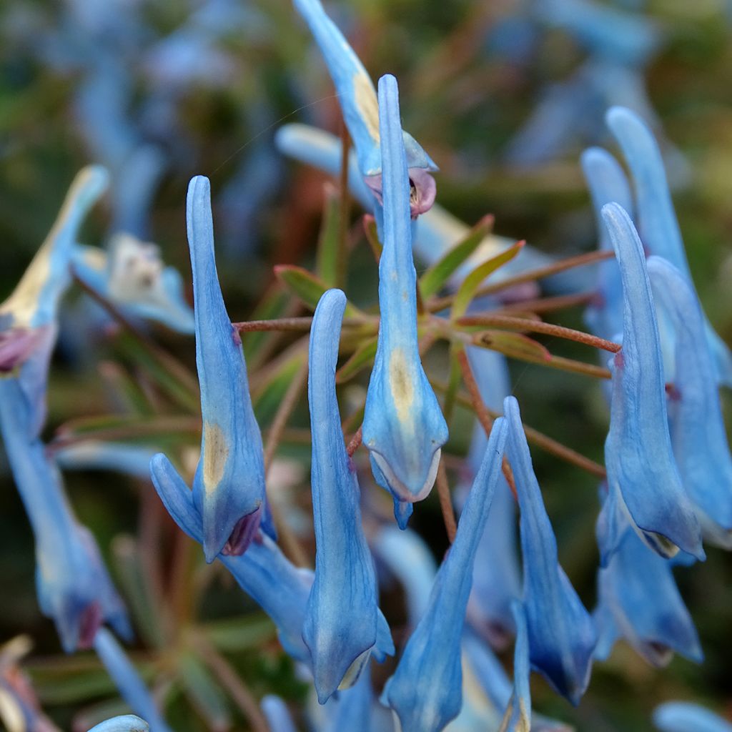 Corydalis flexuosa Porcelain Blue 