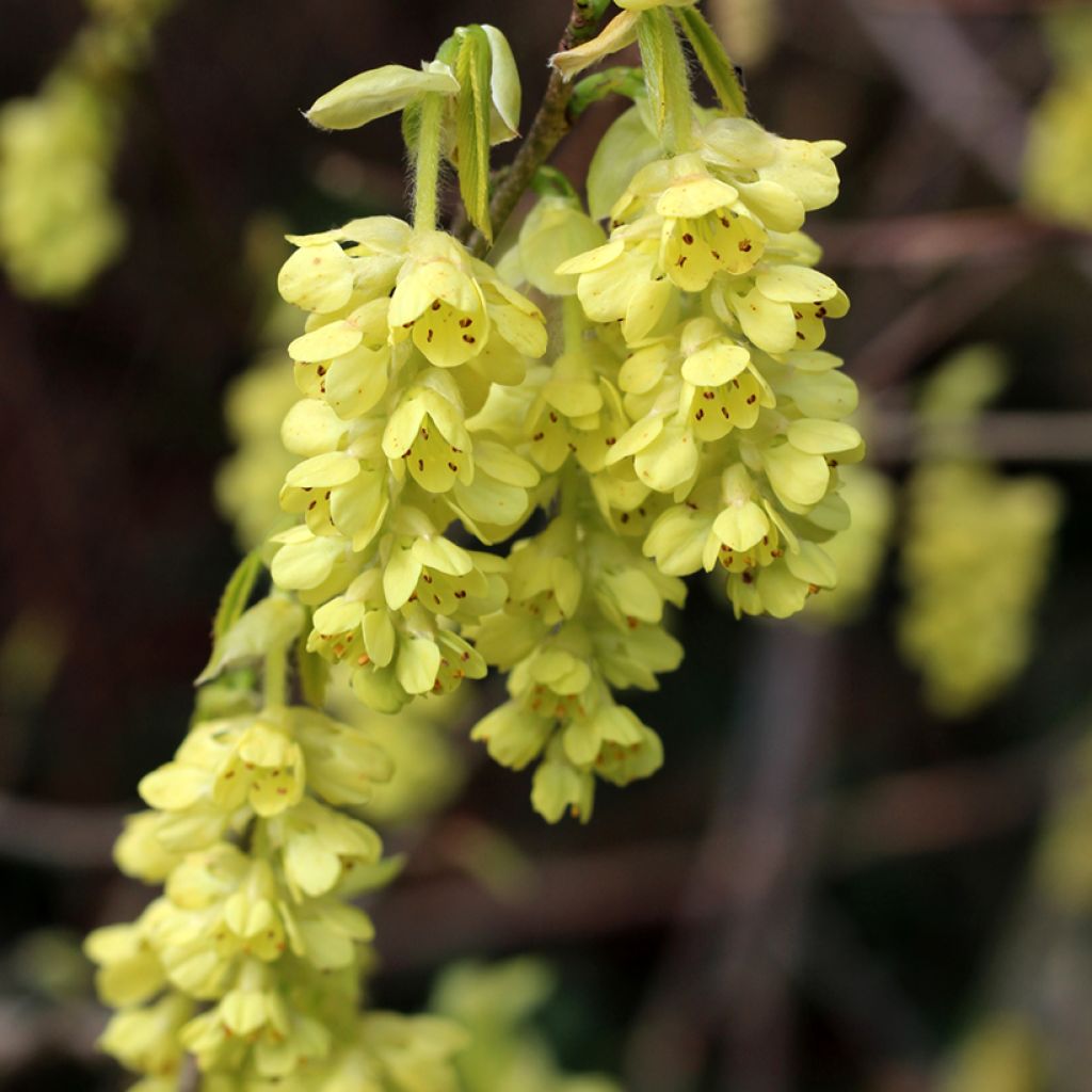 Corylopsis spicata - Faux noisetier