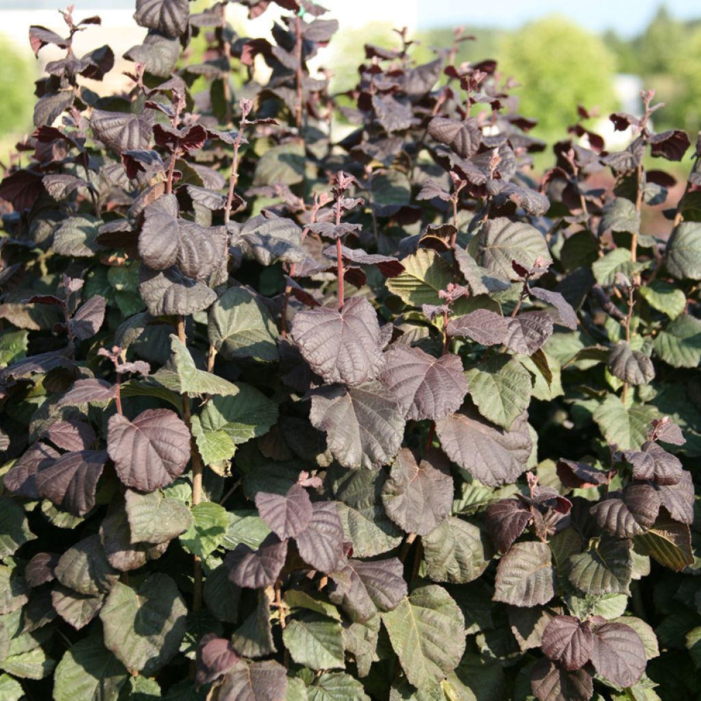 Noisetier Anny's Red Dwarf - Corylus avellana