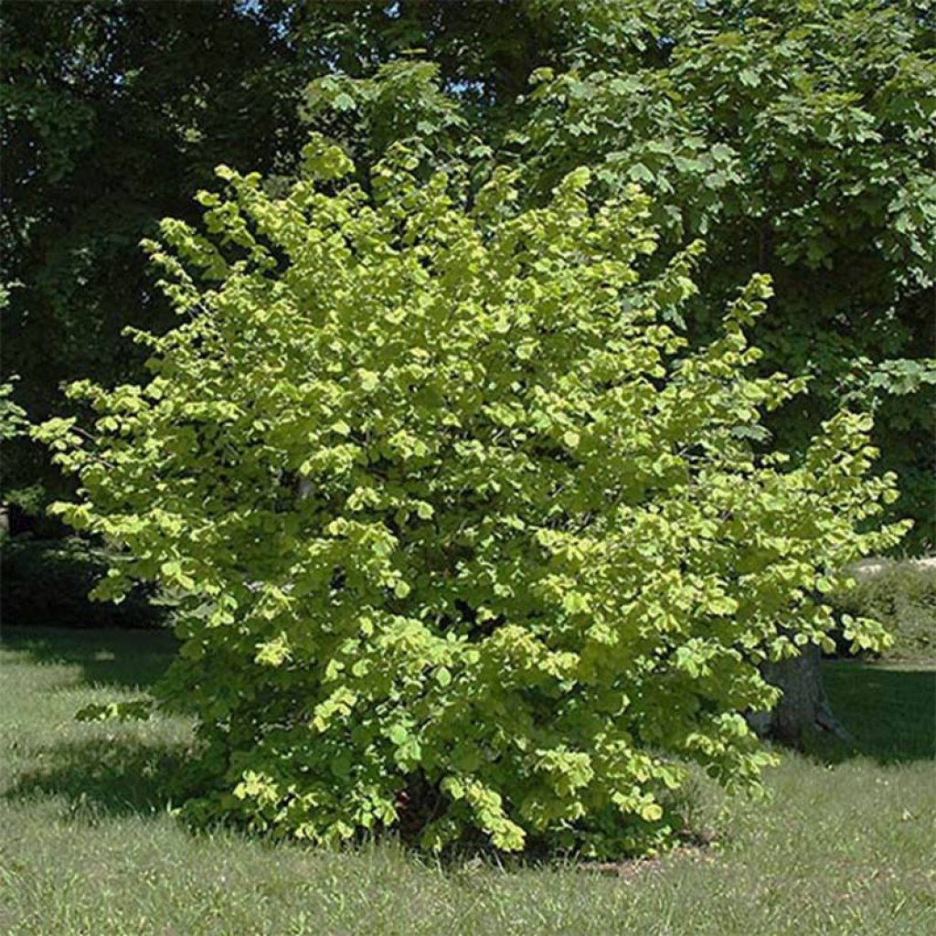 Corylus avellana Aurea - Noisetier doré.