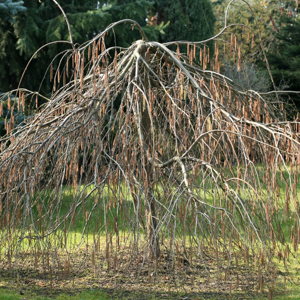 Noisetier pleureur - Corylus avellana Pendula
