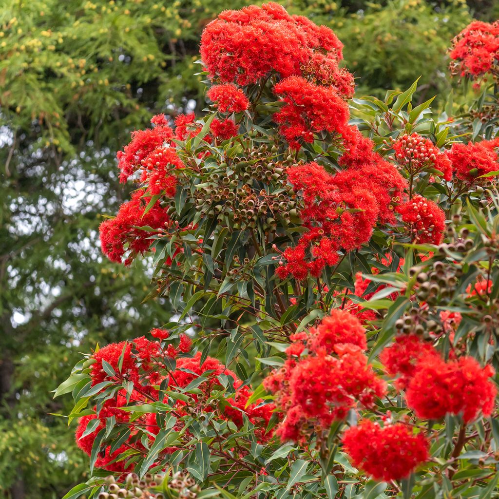 Corymbia ficifolia - Eucalyptus ou gommier rouge