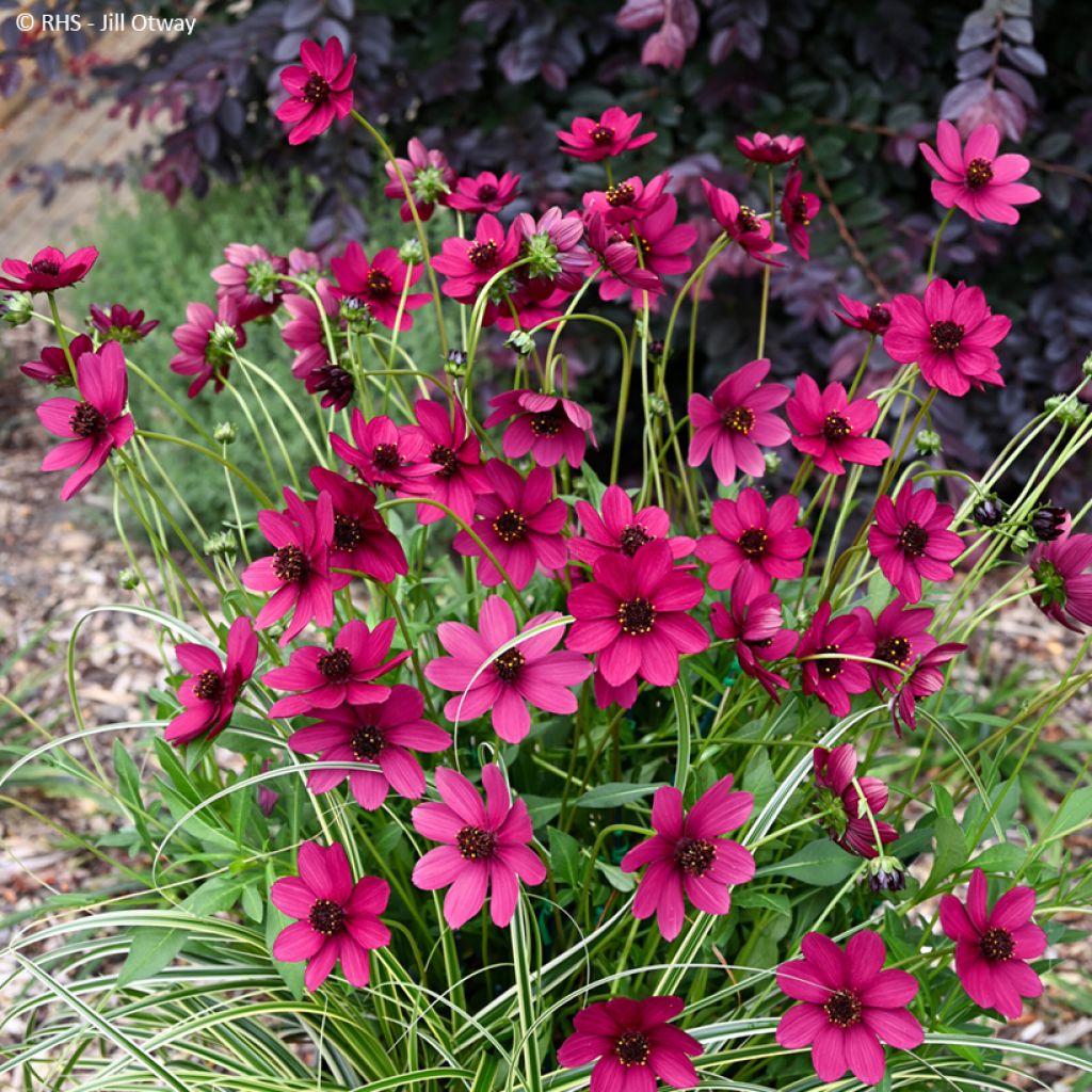 Cosmos Cherry Chocolate