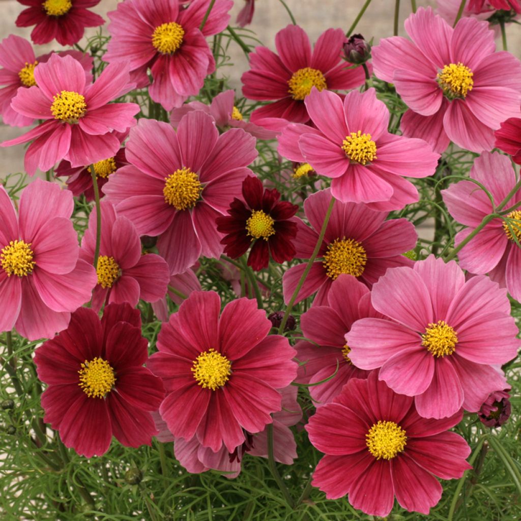 Graines de Cosmos Antiquity - Cosmos bipinnatus