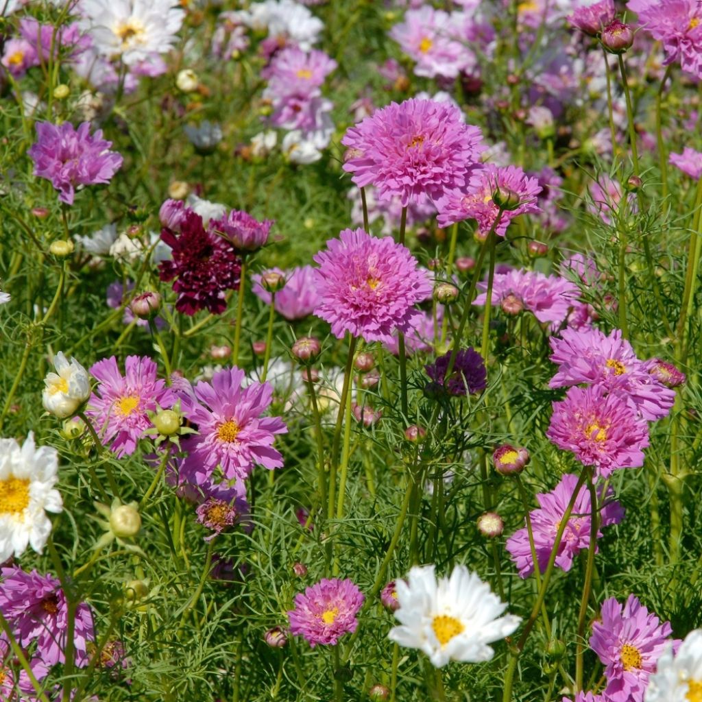Graines de Cosmos Double Click Mixed - Cosmos bipinnatus