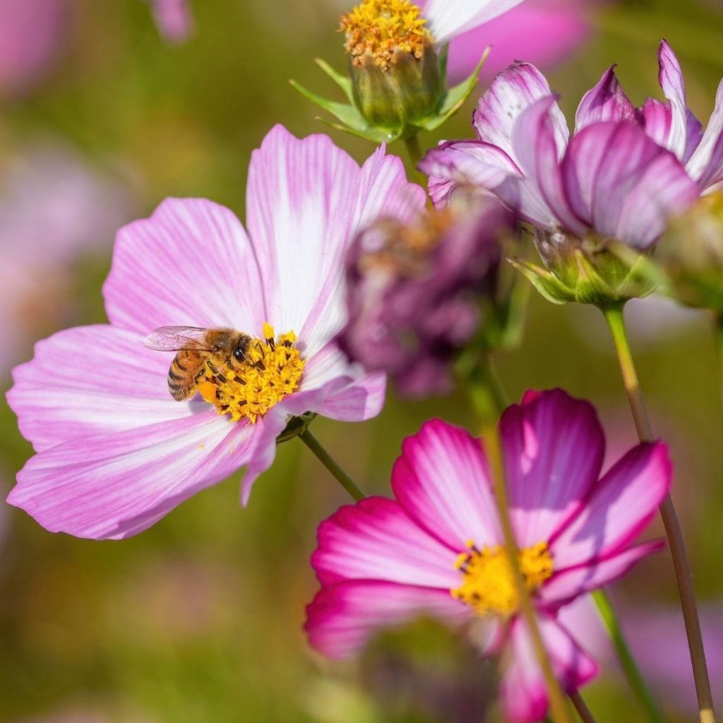 Graines de Cosmos Sensation Picotee - Cosmos bipinnatus