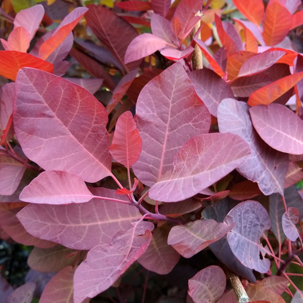 Cotinus Grace - Arbre à perruque