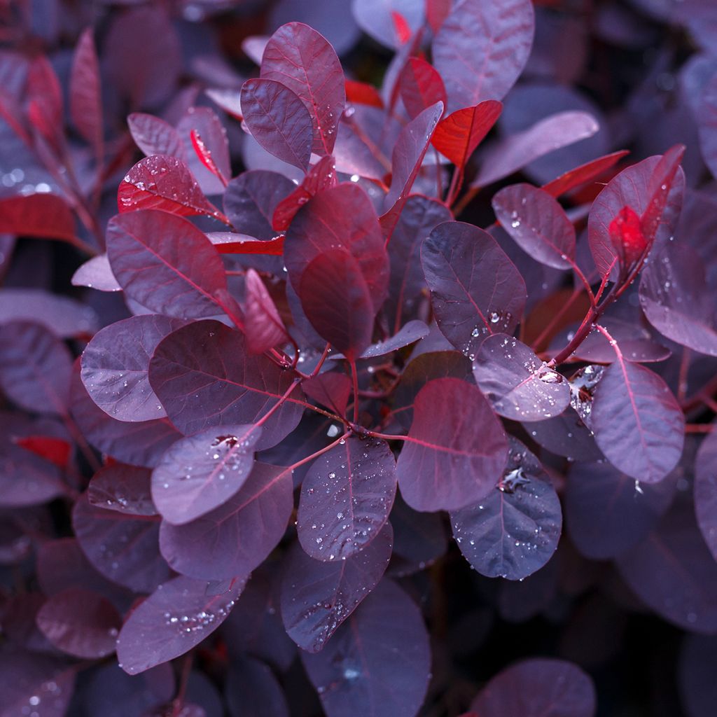 Cotinus coggygria Lilla - Arbre à perruque nain.