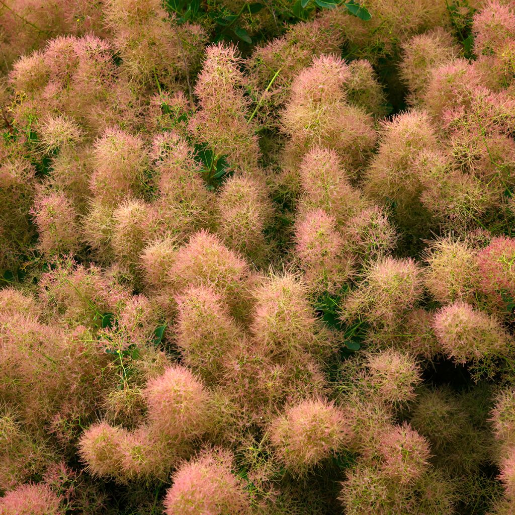 Cotinus coggygria Young Lady - Arbre à Perruque