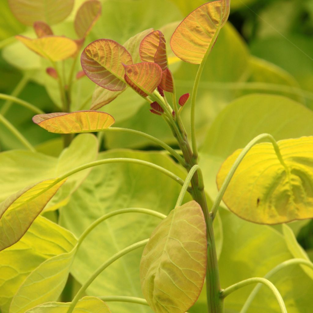 Cotinus coggygria Golden Spirit - Arbre à Perruques