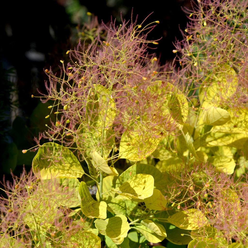 Cotinus coggygria Golden Spirit - Arbre à Perruques
