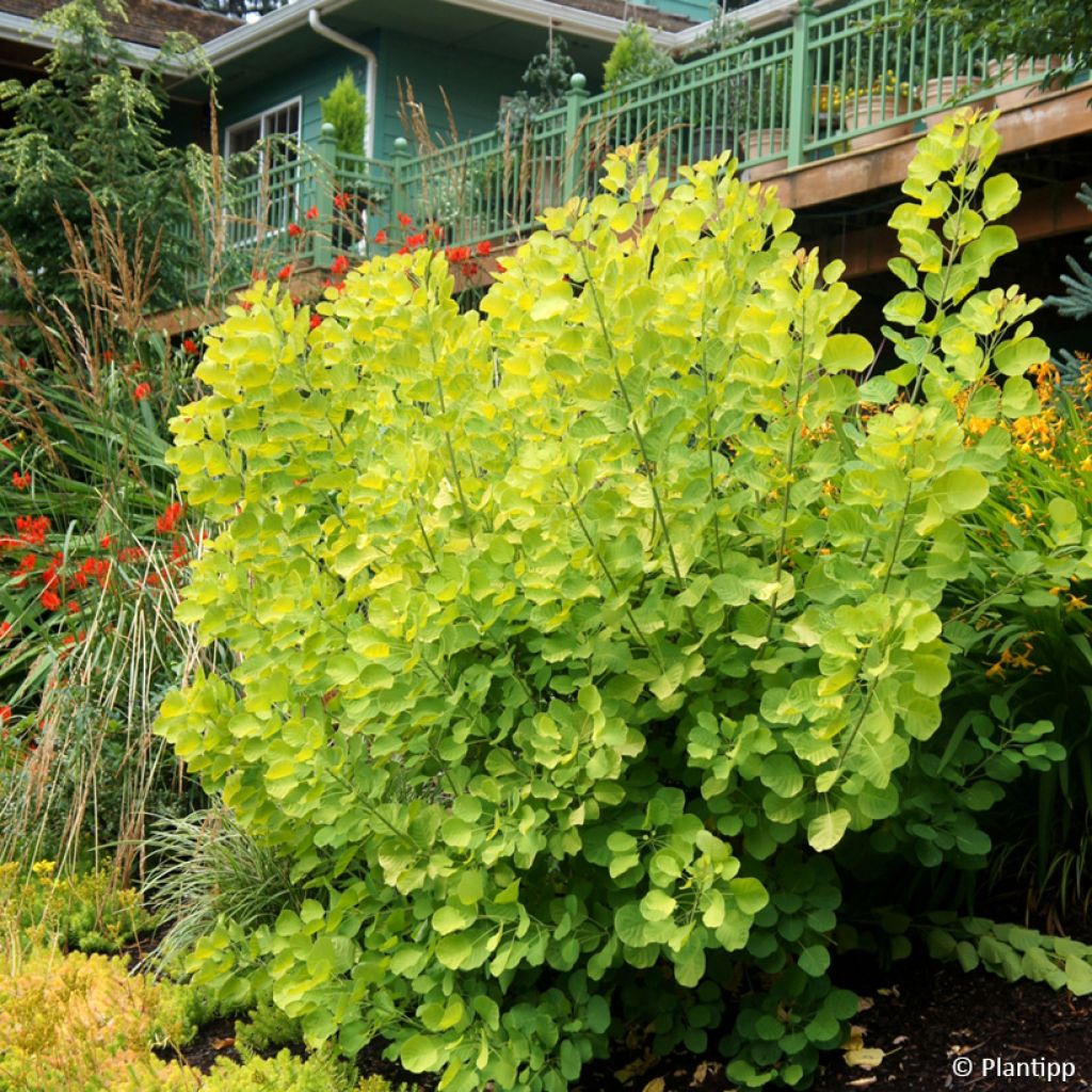 Cotinus coggygria Golden Spirit - Arbre à Perruques