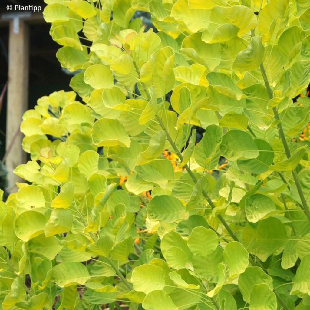 Cotinus coggygria Golden Spirit - Arbre à Perruques