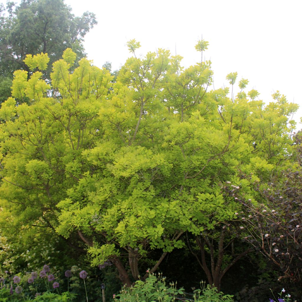Cotinus coggygria Golden Spirit - Arbre à Perruques