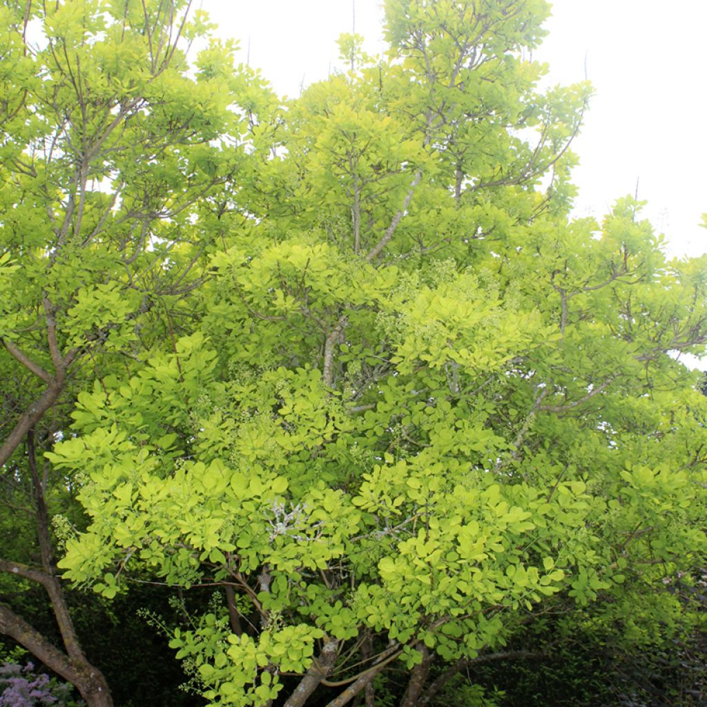 Cotinus coggygria Golden Spirit - Arbre à Perruques