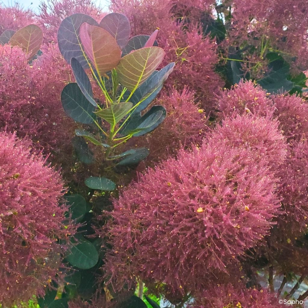 Cotinus coggygria Magical Torch - Arbre à perruque