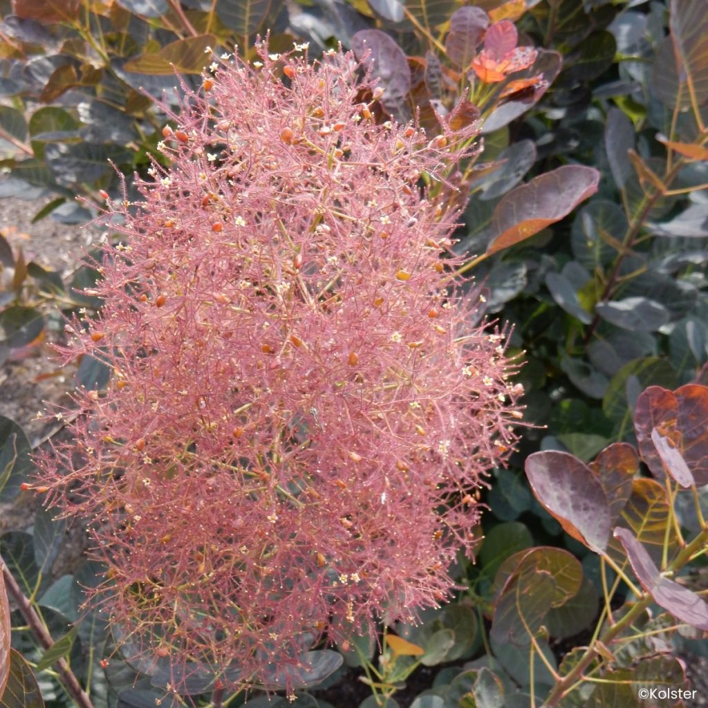 Cotinus coggygria Magical Torch - Arbre à perruque