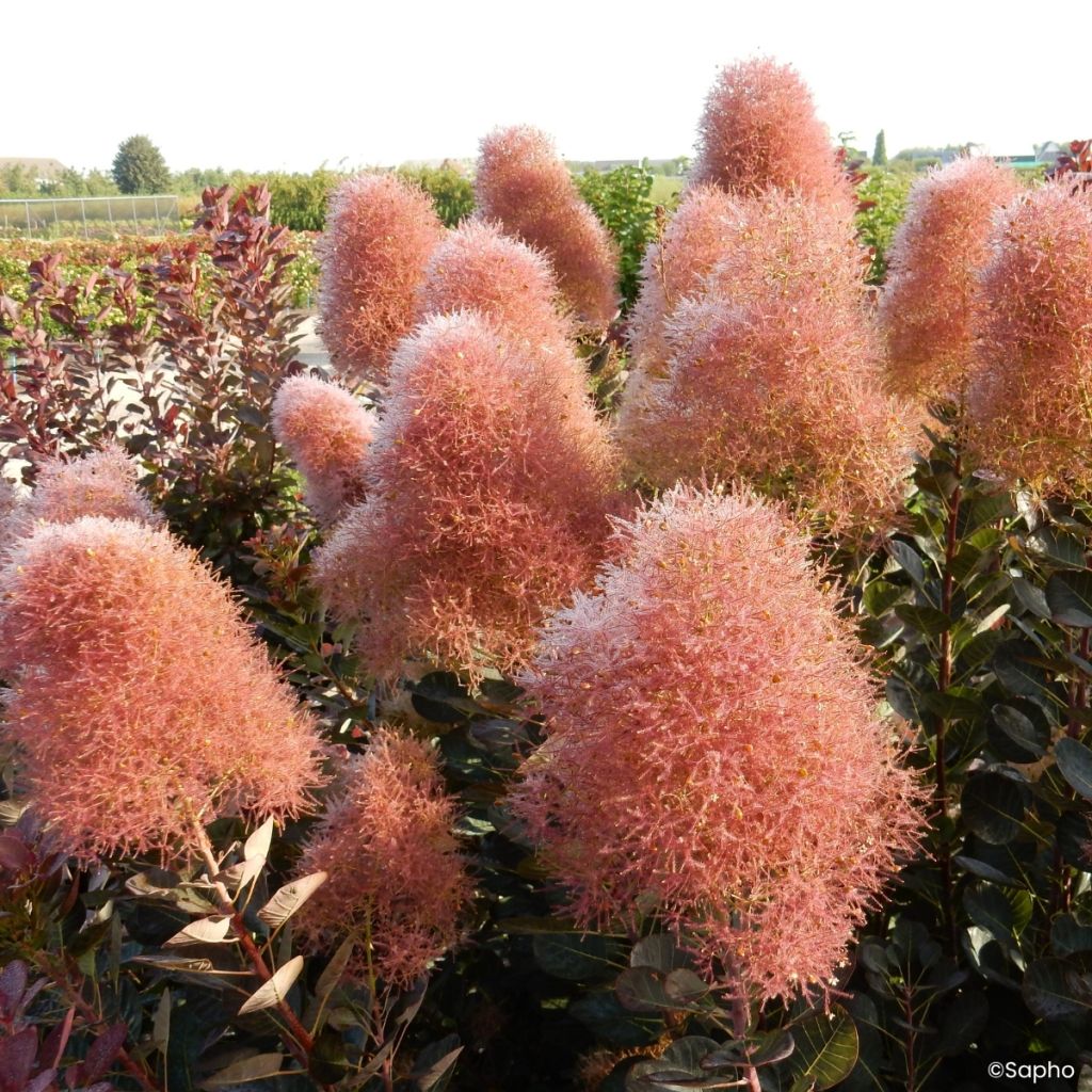 Cotinus coggygria Magical Torch - Arbre à perruque