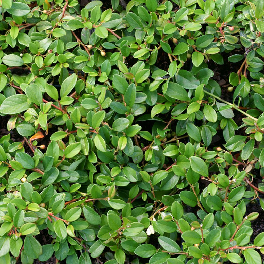 Cotoneaster dammeri - Cotoneaster de Dammer