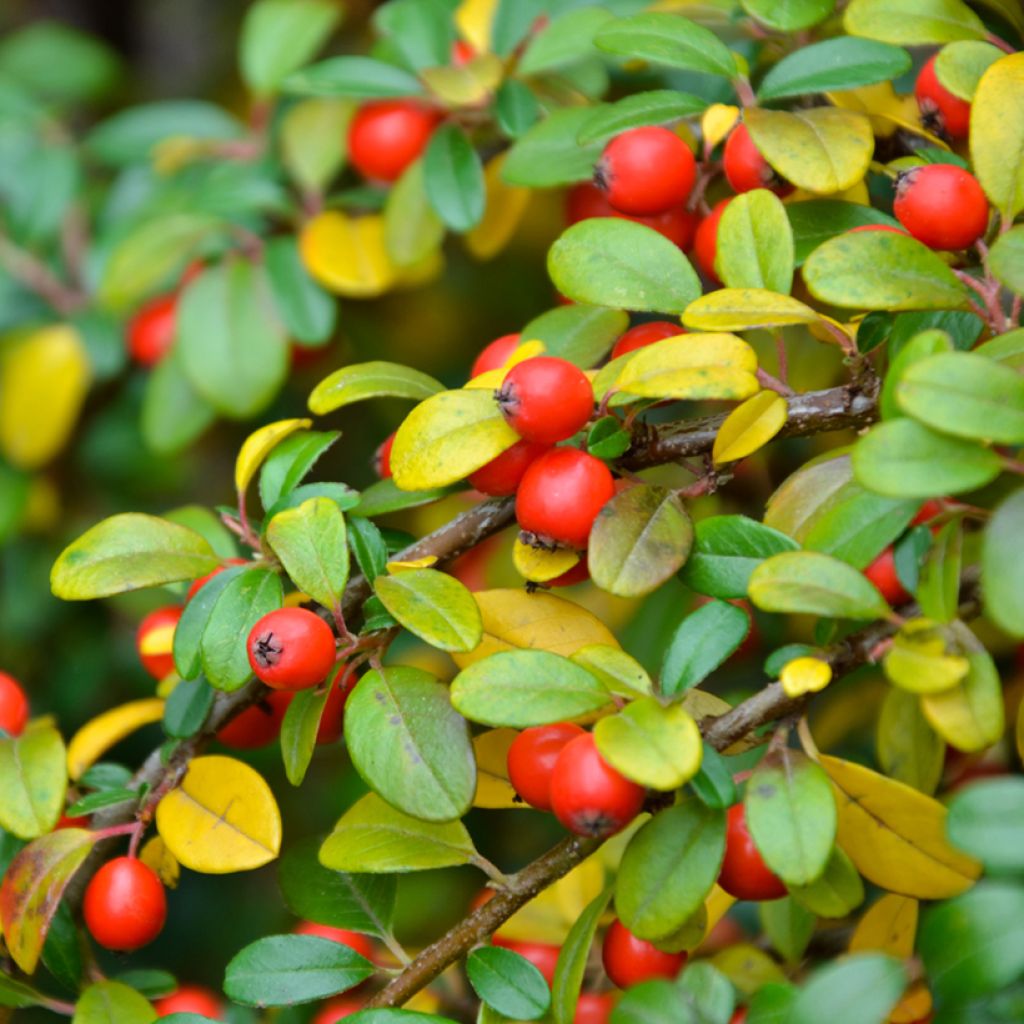 Cotonéaster dammeri Eichholz