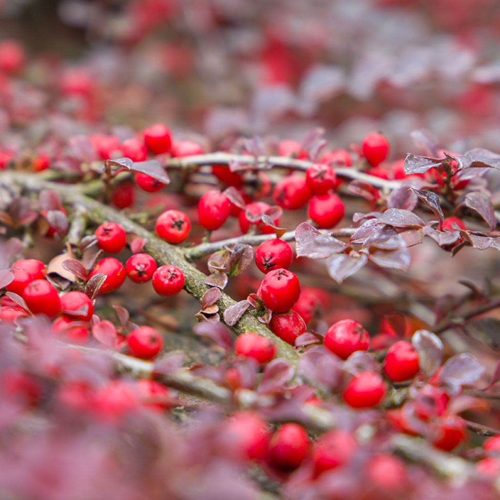 Cotoneaster horizontalis - Cotonéaster rampant