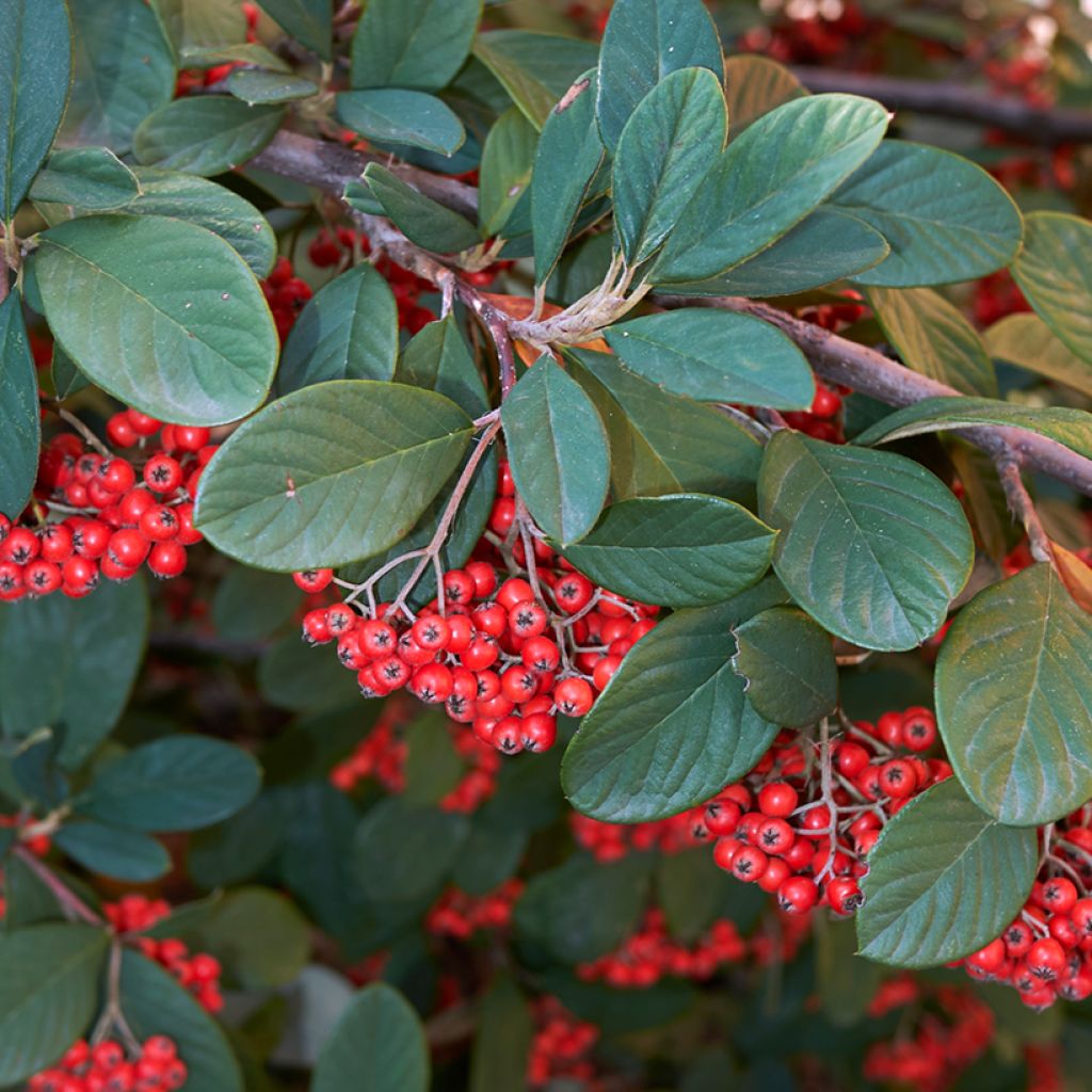 Cotoneaster lacteus - Cotonéaster laiteux