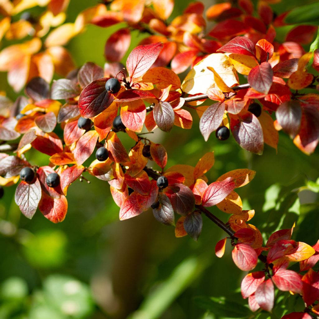 Cotoneaster lucidus 
