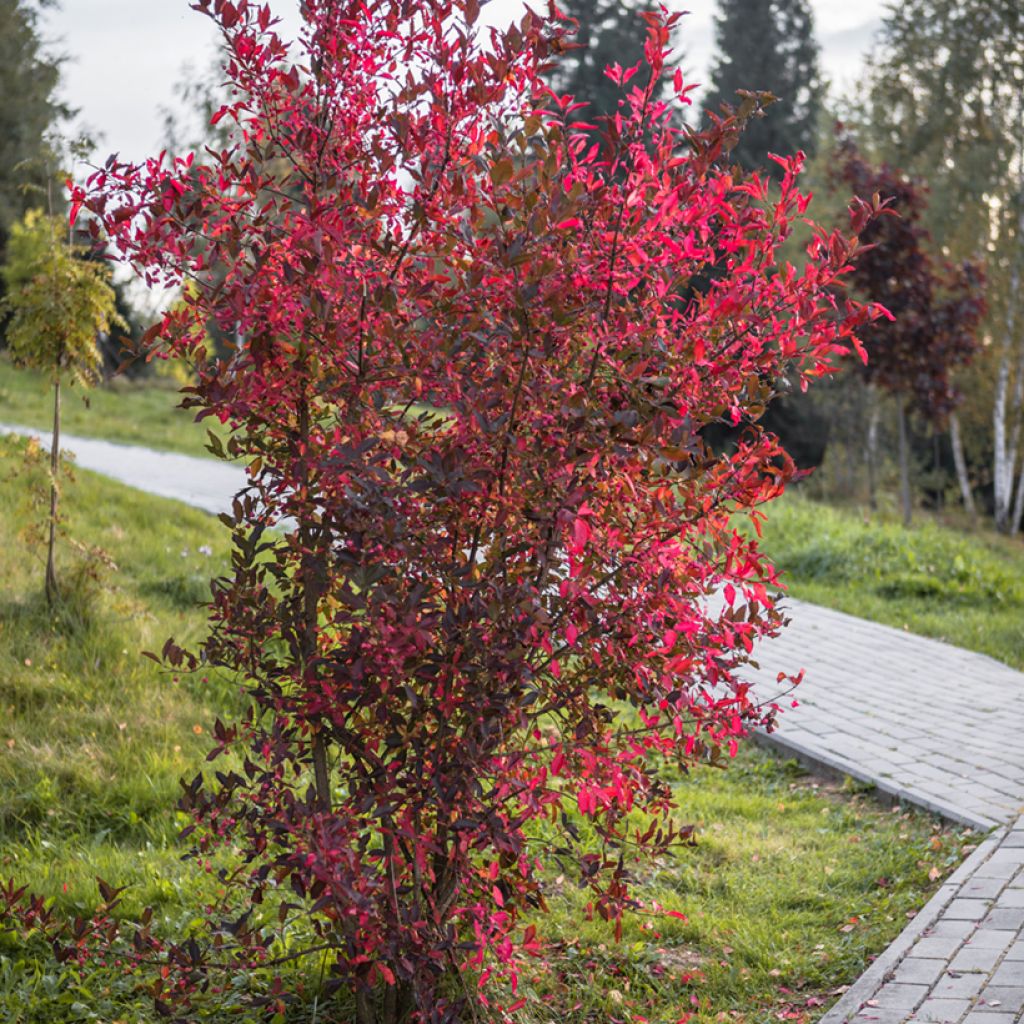 Cotoneaster lucidus 