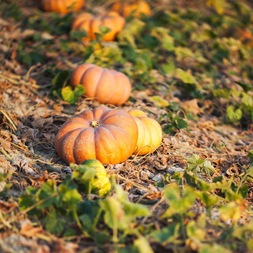 Courge Musquée d'hiver de Provence - Cucurbita moschata - graines