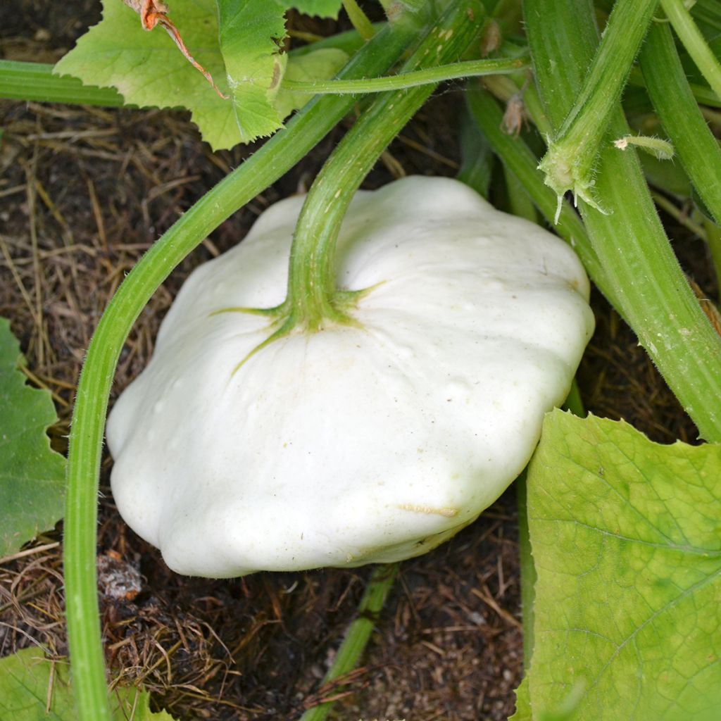 Courge Pâtisson blanc