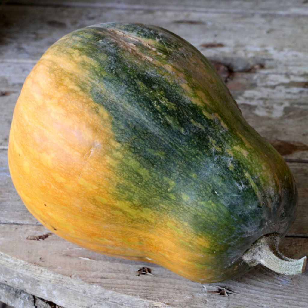Courge Sucrine du Berry Bio - Ferme de Sainte Marthe