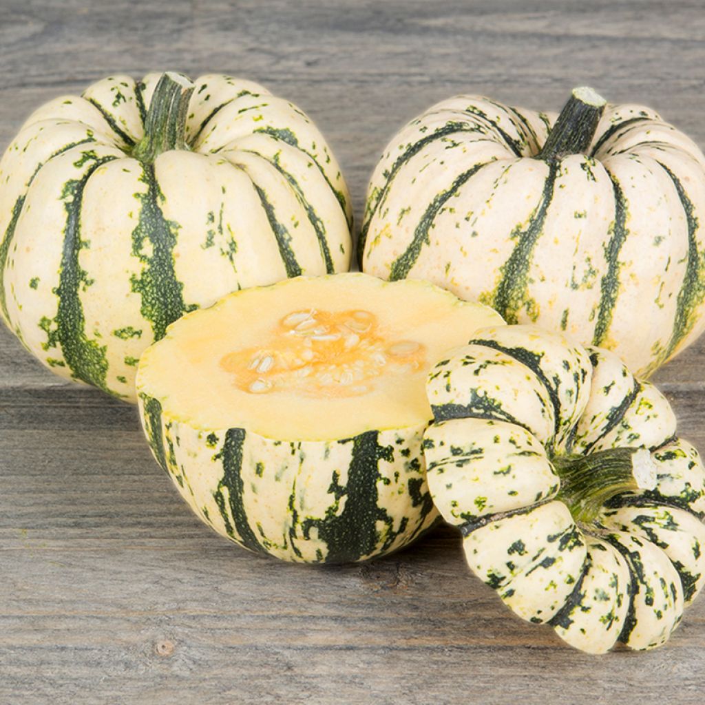Courge Sweet Dumpling BIO - Patidou