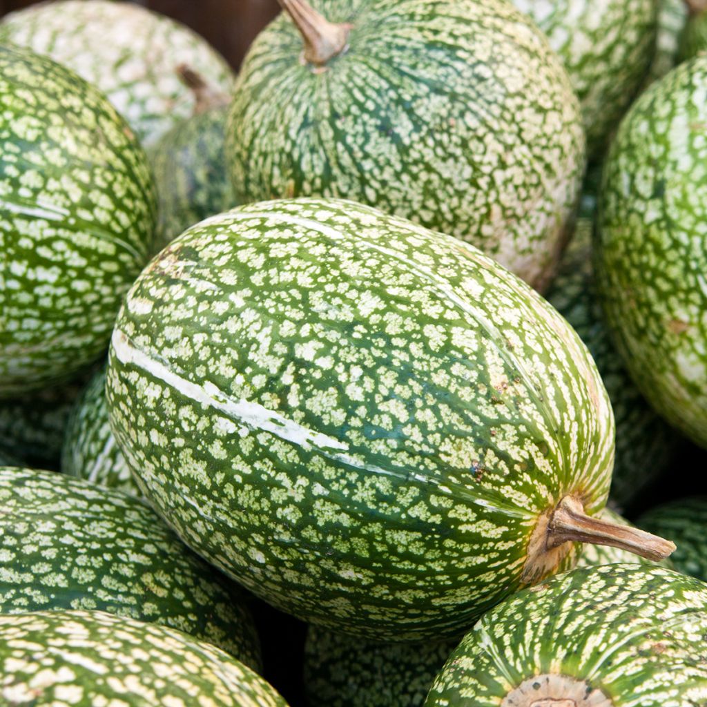 Courge de Siam Bio - Ferme de Sainte Marthe