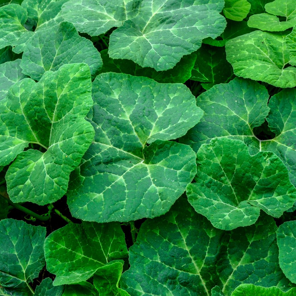 Courge de Siam Bio - Ferme de Sainte Marthe