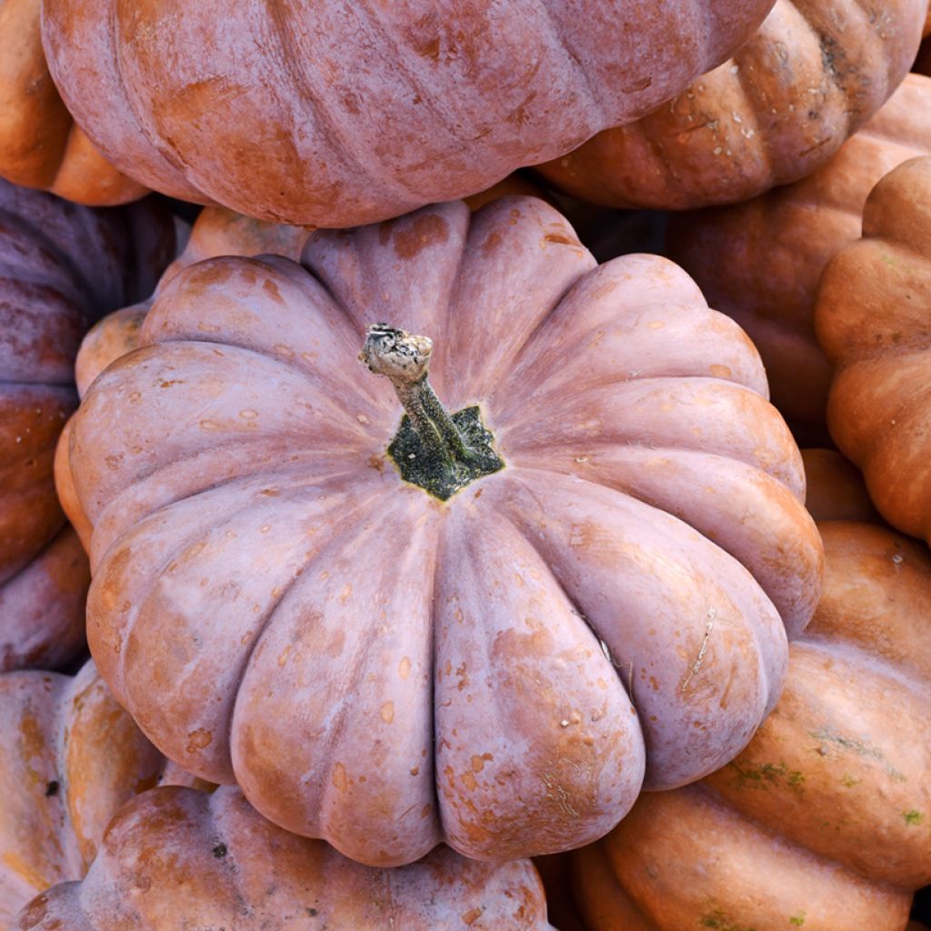 Courge musquée de Provence Bio - Courge muscade - Cucurbita moschata
