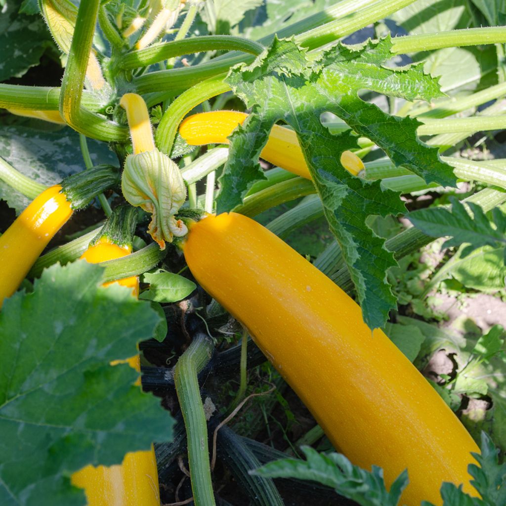 Courgette Lingodor F1 jaune