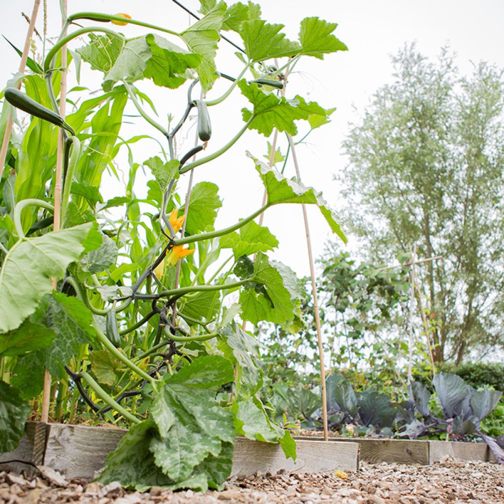 Courgette Ola Escaladora F1 BIO grimpante