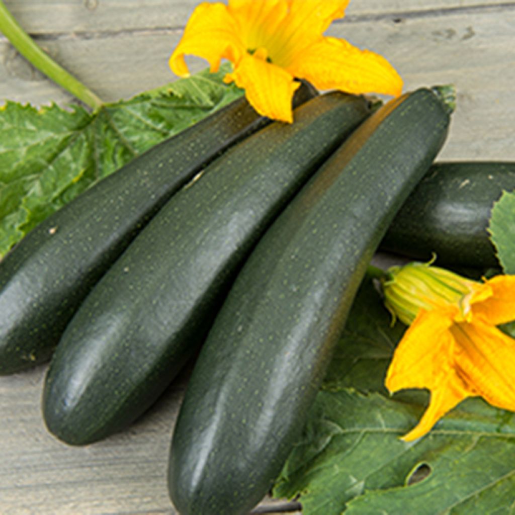 Courgette Ola Escaladora F1 BIO grimpante