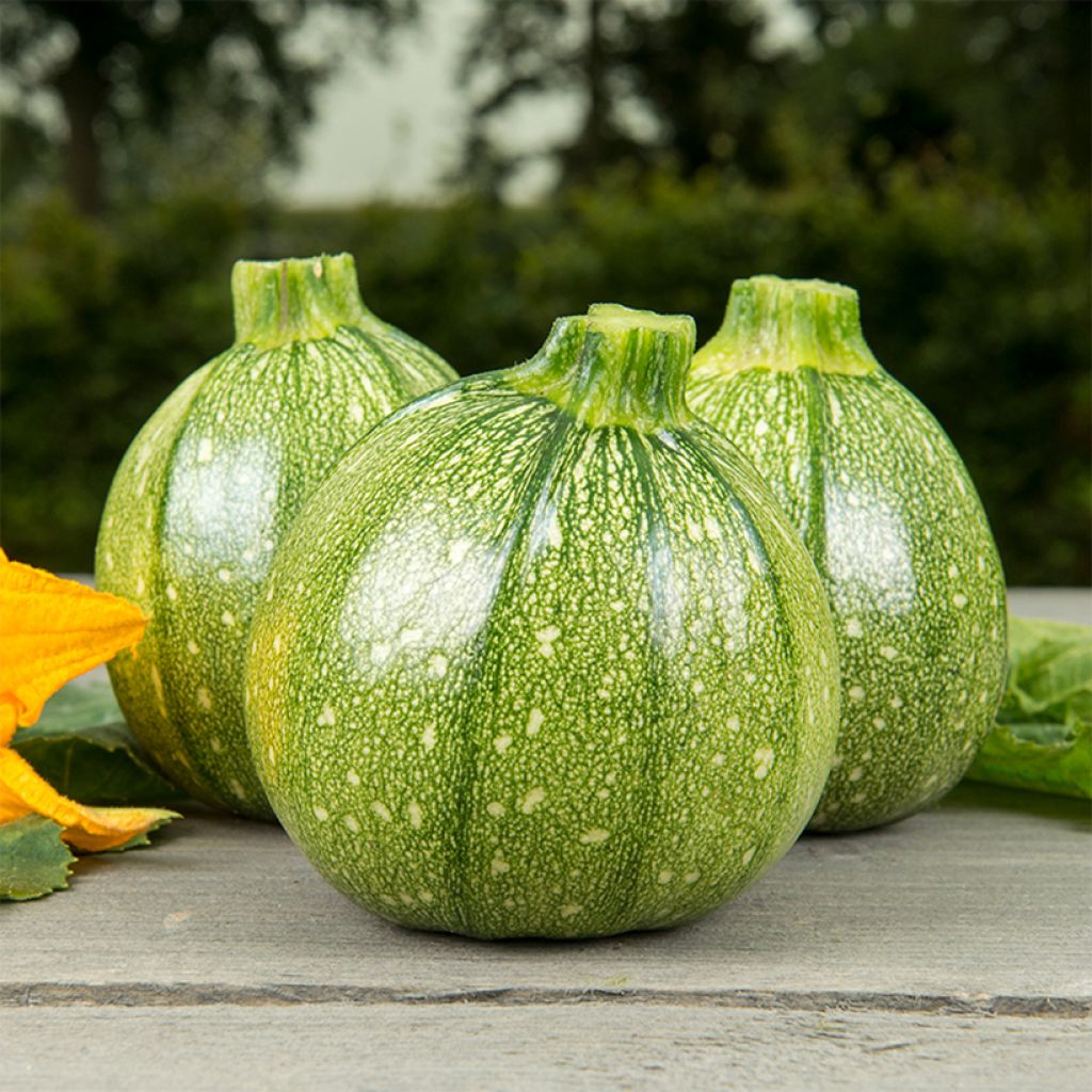 Courgette ronde Ola Redonda BIO