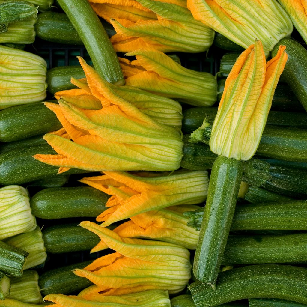 Courgette Verte de Milan (Black Beauty) Bio