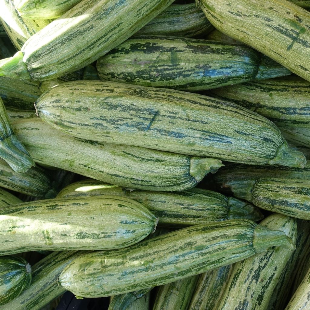 Courgette Adrielle F1 (Création Vilmorin) - Vilmorin